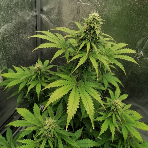 Northern Light Automatic growlog timeline photo
