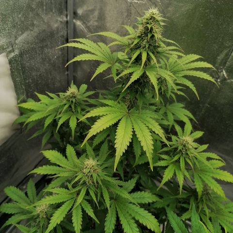 Northern Light Automatic growlog timeline photo