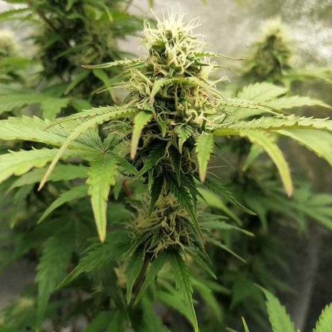 Northern Light Automatic growlog timeline photo