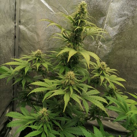 Northern Light Automatic growlog timeline photo