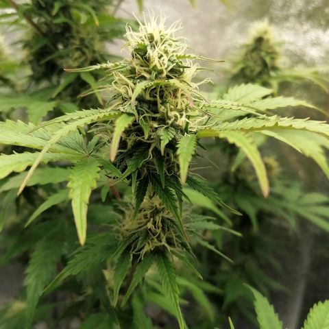 Northern Light Automatic growlog timeline photo