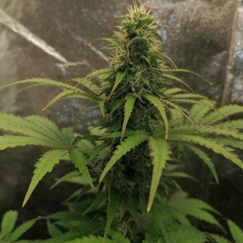 Northern Light Automatic growlog timeline photo