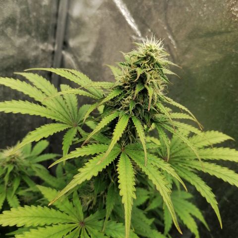 Northern Light Automatic growlog timeline photo