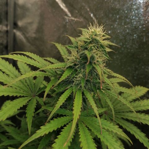 Northern Light Automatic growlog timeline photo