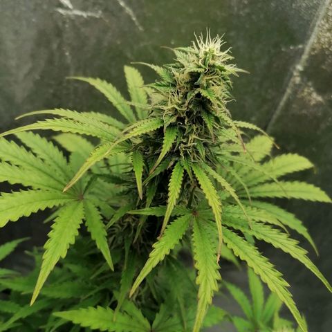 Northern Light Automatic growlog timeline photo