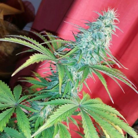 Northern Light Automatic growlog timeline photo