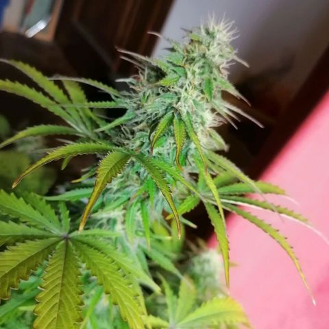 Northern Light Automatic growlog timeline photo