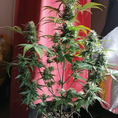 Northern Light Automatic growlog timeline photo