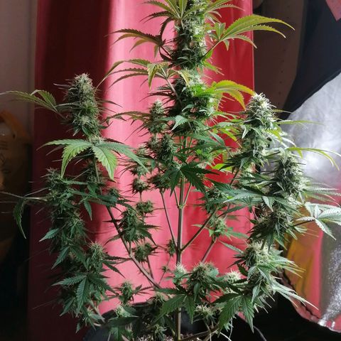 Northern Light Automatic growlog timeline photo