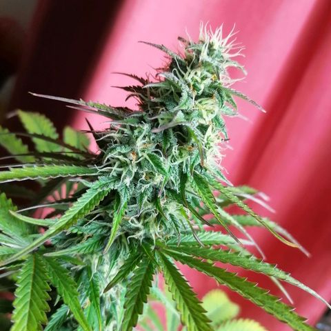 Northern Light Automatic growlog timeline photo