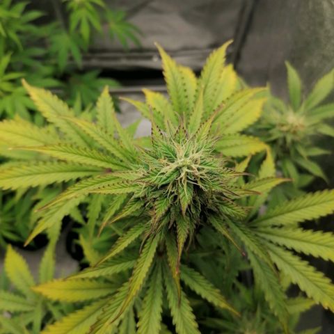 Northern Light Automatic growlog timeline photo