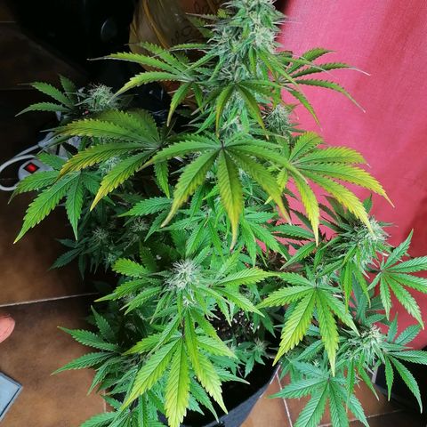 Northern Light Automatic growlog timeline photo