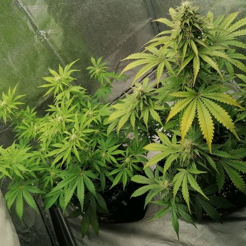 Northern Light Automatic growlog timeline photo