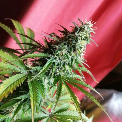 Northern Light Automatic growlog timeline photo