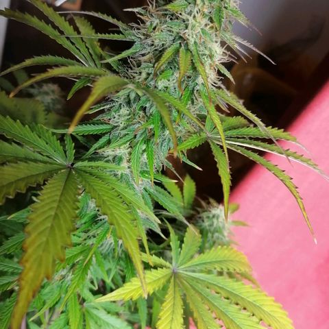 Northern Light Automatic growlog timeline photo