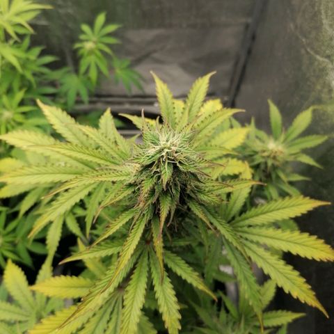 Northern Light Automatic growlog timeline photo