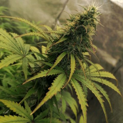 Northern Light Automatic growlog timeline photo