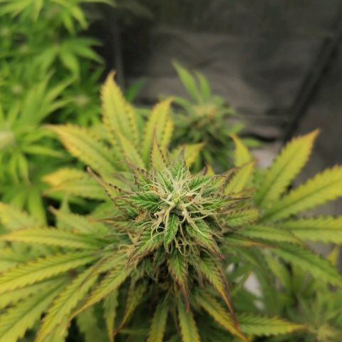 Northern Light Automatic growlog timeline photo