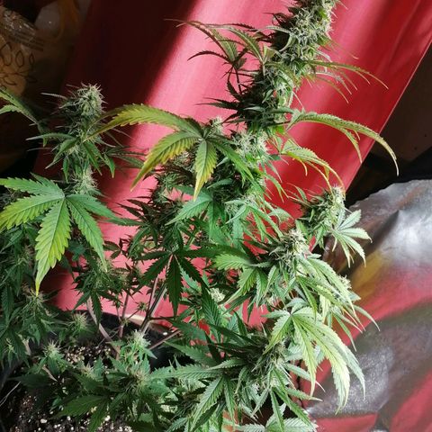 Northern Light Automatic growlog timeline photo