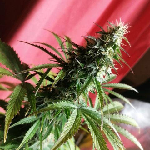 Northern Light Automatic growlog timeline photo