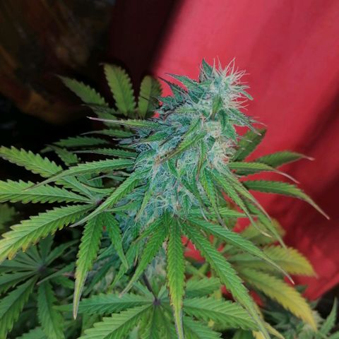 Northern Light Automatic growlog timeline photo