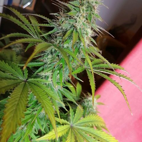 Northern Light Automatic growlog timeline photo