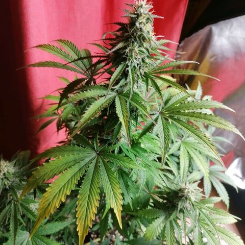 Northern Light Automatic growlog timeline photo
