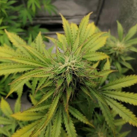 Northern Light Automatic growlog timeline photo