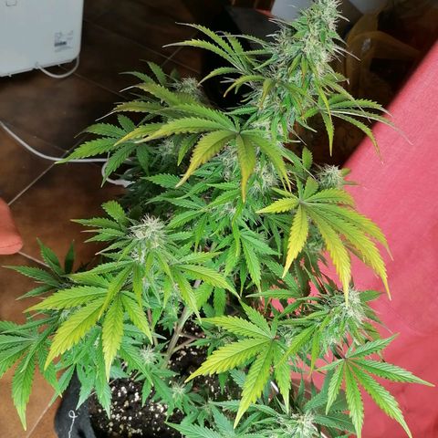 Northern Light Automatic growlog timeline photo