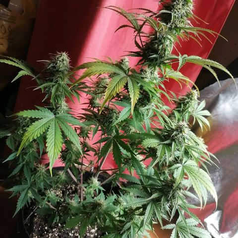 Northern Light Automatic growlog timeline photo