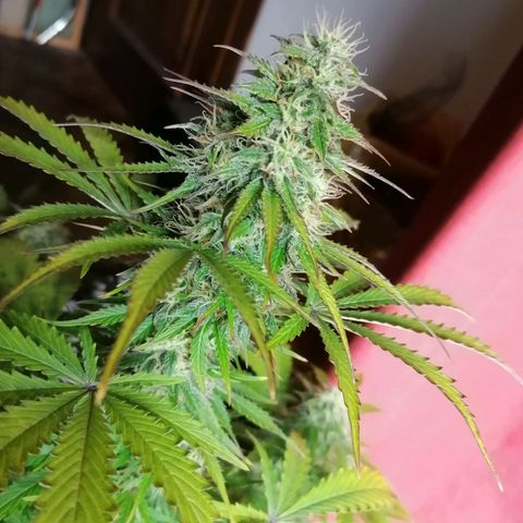 Northern Light Automatic growlog timeline photo