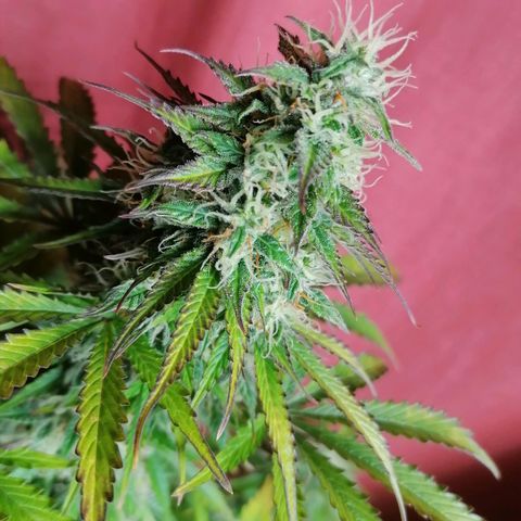 Northern Light Automatic growlog timeline photo
