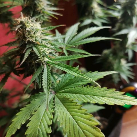 Northern Light Automatic growlog timeline photo