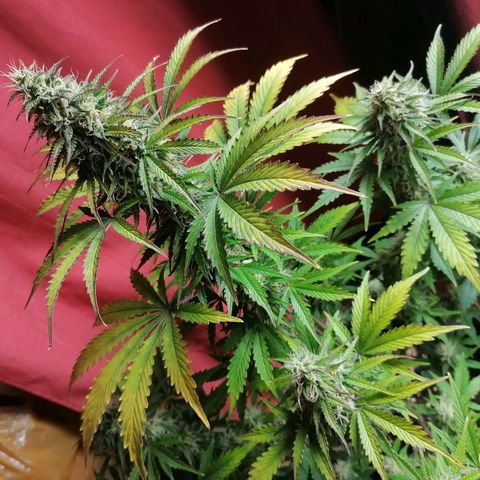 Northern Light Automatic growlog timeline photo