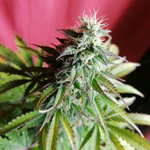 Northern Light Automatic growlog timeline photo
