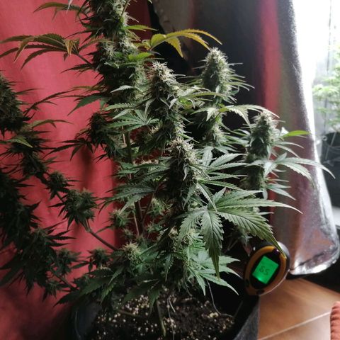 Northern Light Automatic growlog timeline photo