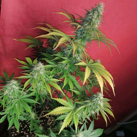 Northern Light Automatic growlog timeline photo
