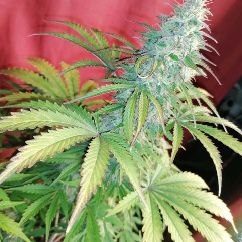 Northern Light Automatic growlog timeline photo