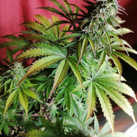 Northern Light Automatic growlog timeline photo
