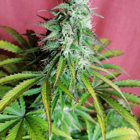 Northern Light Automatic growlog timeline photo