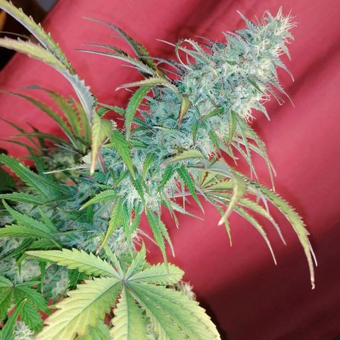 Northern Light Automatic growlog timeline photo