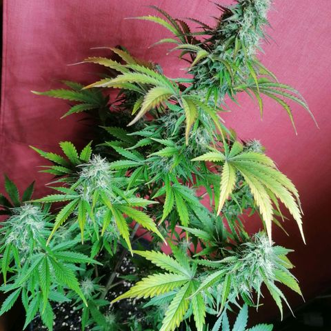 Northern Light Automatic growlog timeline photo