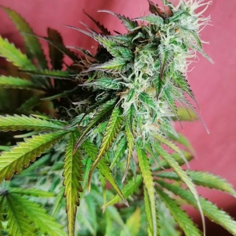 Northern Light Automatic growlog timeline photo