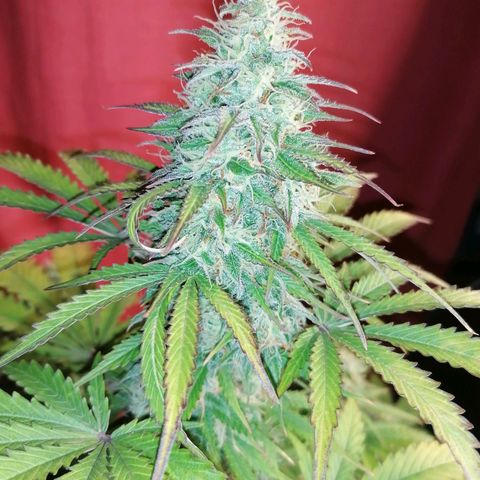 Northern Light Automatic growlog timeline photo