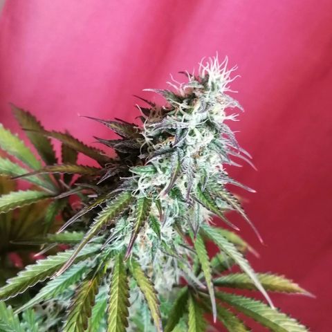 Northern Light Automatic growlog timeline photo