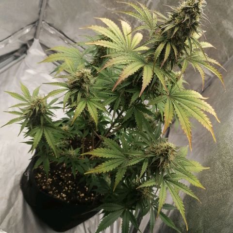 Northern Light Automatic growlog timeline photo