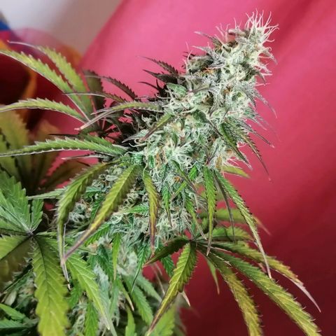Northern Light Automatic growlog timeline photo