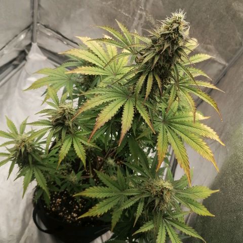 Northern Light Automatic growlog timeline photo