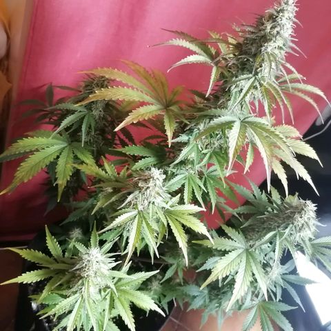 Northern Light Automatic growlog timeline photo