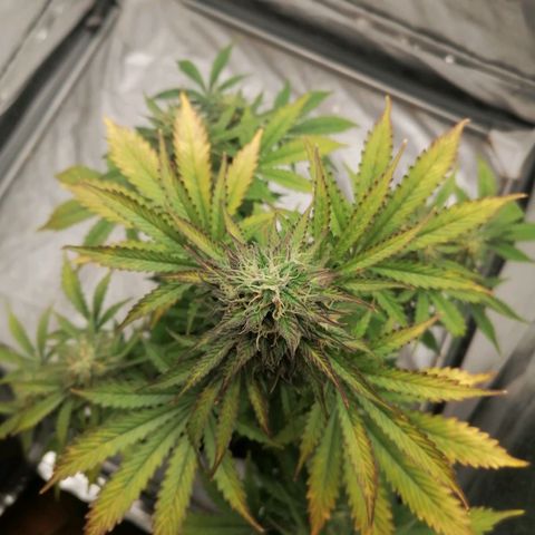 Northern Light Automatic growlog timeline photo